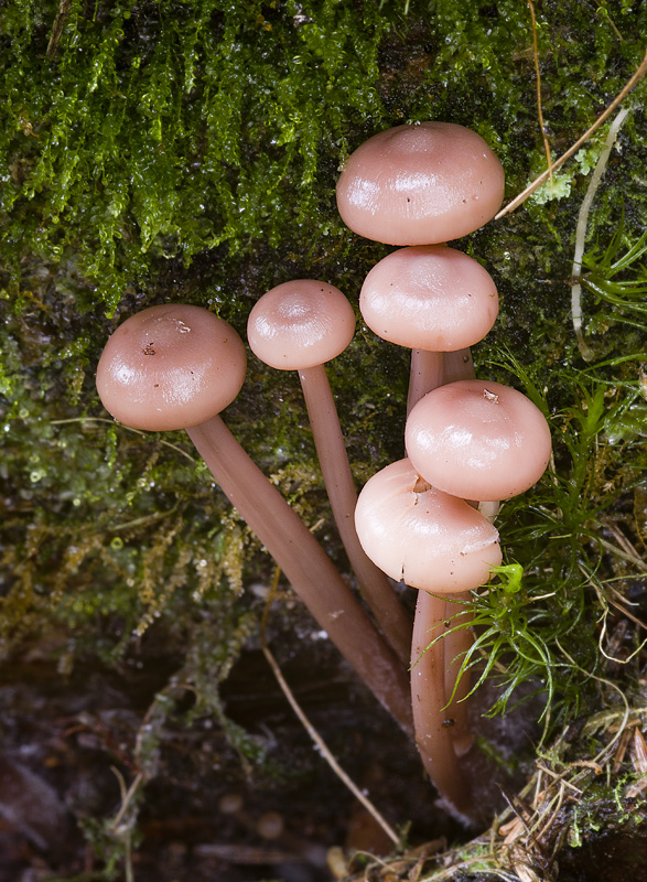 Gymnopus acervatus